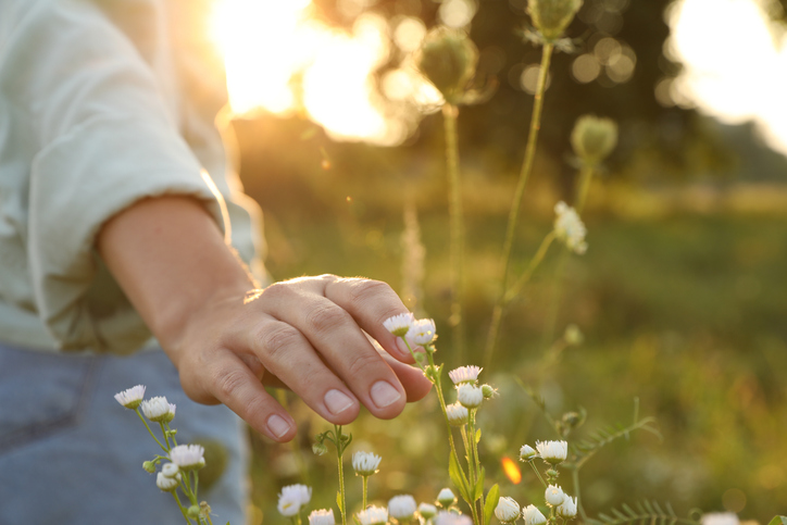 Woman walking through meadow and touching beautiful white flowers at sunset, closeup